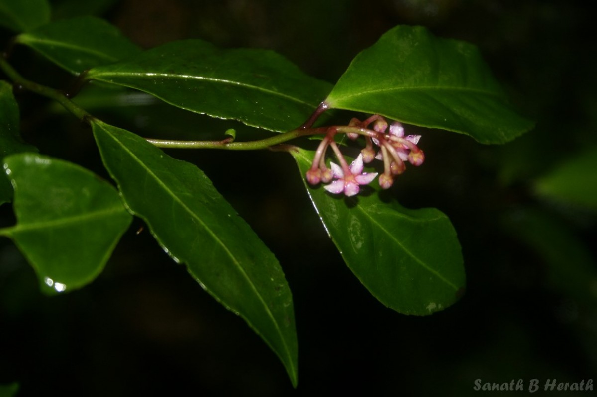 Ardisia gardneri C.B.Clarke